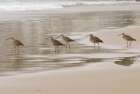 USA CA Pismo Beach Whimbrels Art Print